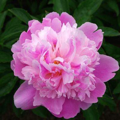 乐鱼体育平台下载地址截图